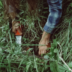 making_burdock_root_pickles