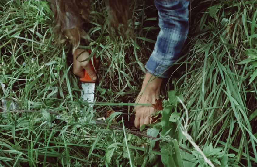 making_burdock_root_pickles