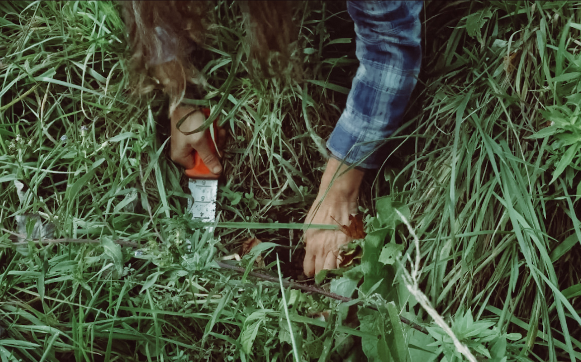 making_burdock_root_pickles