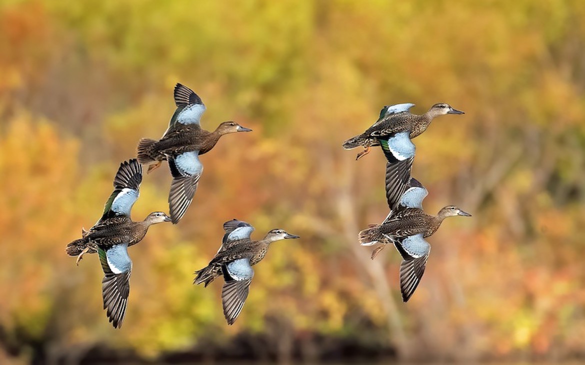 How to Start Duck and Geese Hunting Affordable
