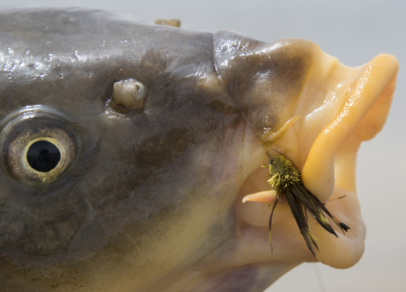 yellow_lips_carp