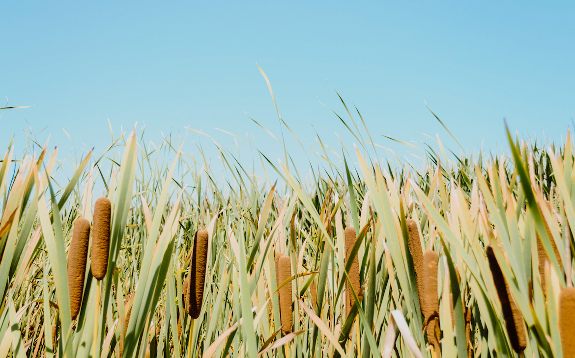 Foraging for Cattails