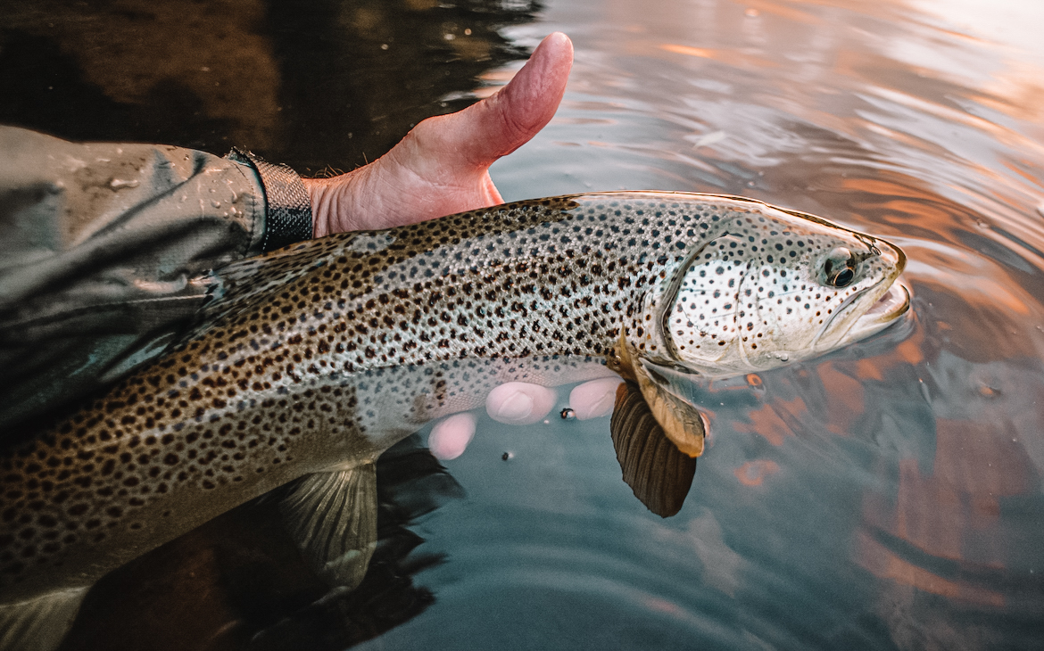 learn_to_fish_dry_flies