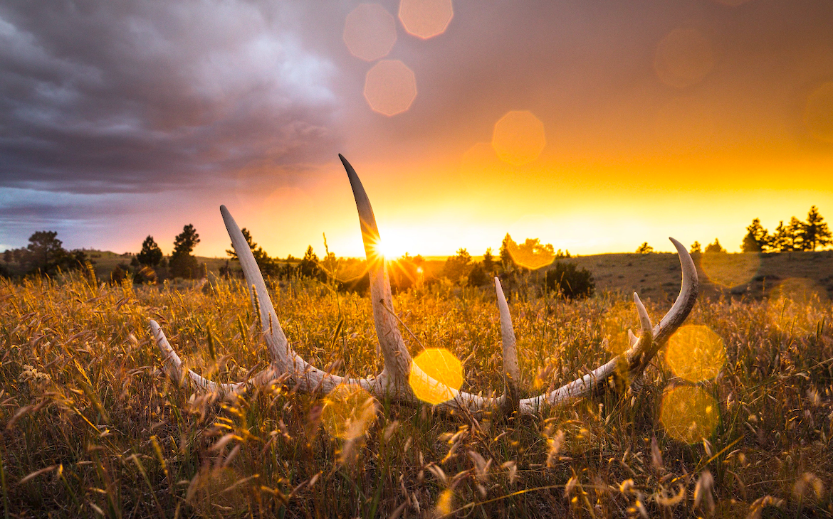 Shed Hunting Masterclass Course