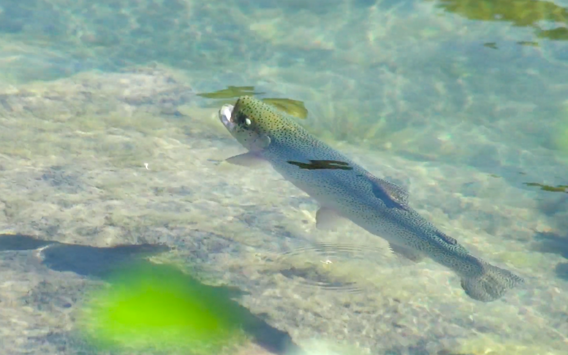 Targeting Spooky, Educated or Highly Pressured Fish