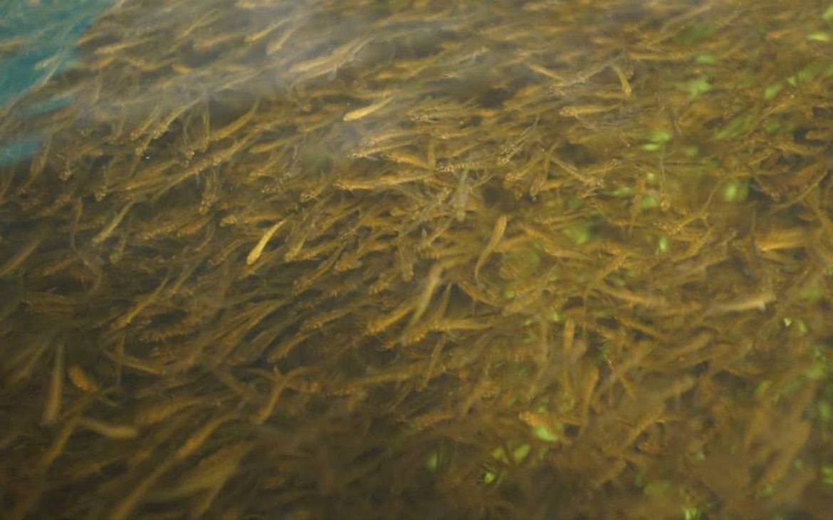Hatchery Fish
