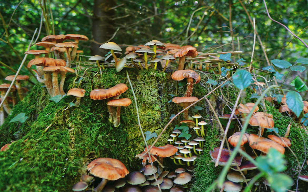 learning_how_to_forage_mushrooms