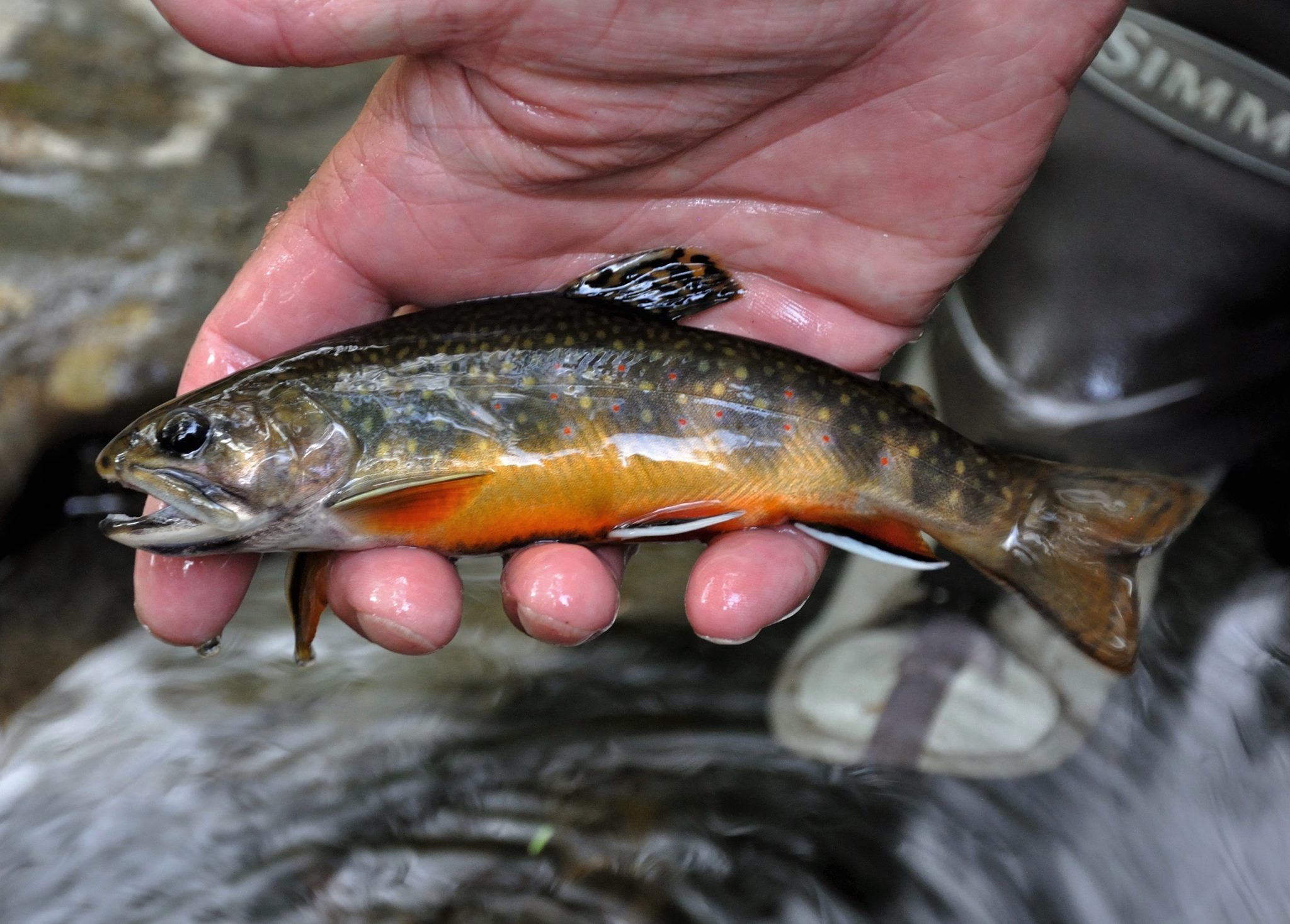Into the Backing Ep. 10: The Wild Fish/Introduced Fish Controversy