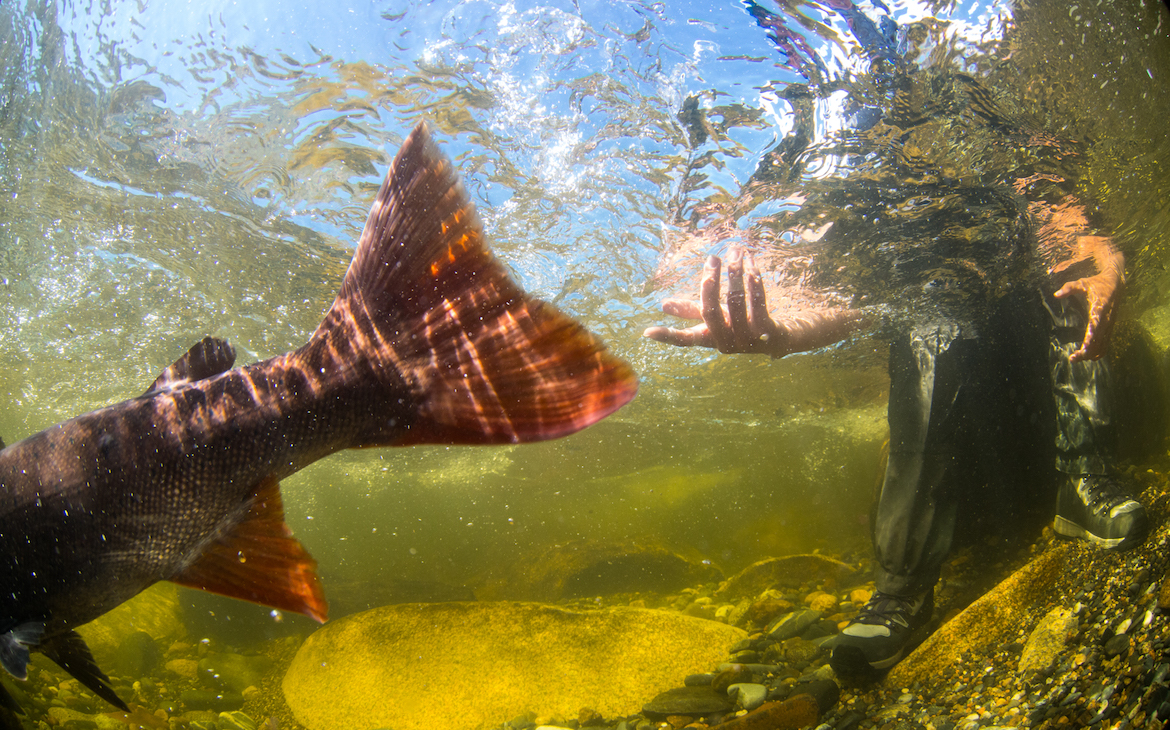 is_catch_and_release_fishing_selfish