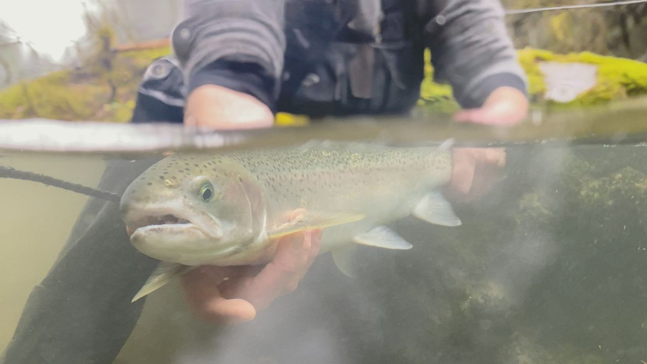 Steelhead Underwater Trout Spey