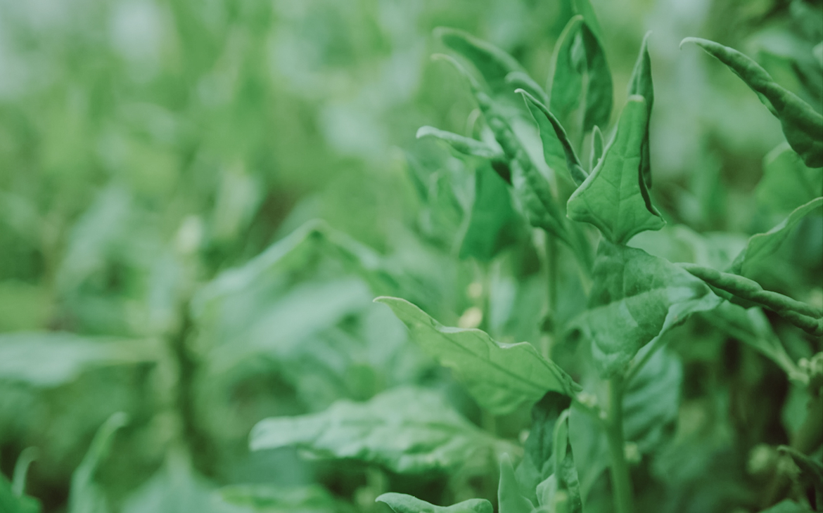 Warrigal Greens