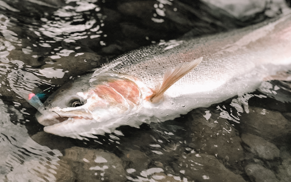washington_bans_fishing_for_steelhead_from_a_boat