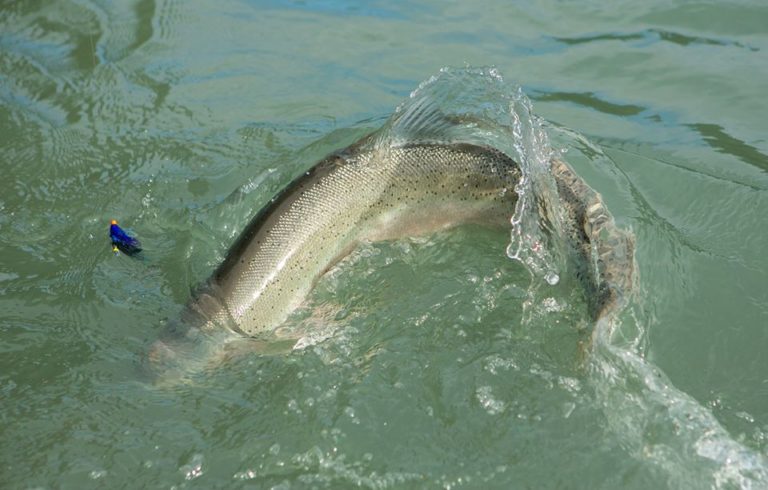 steelhead on a tube fly