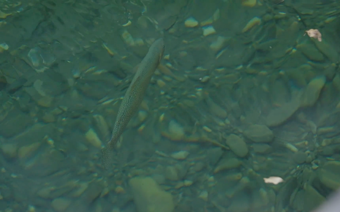 Large fish in the depths