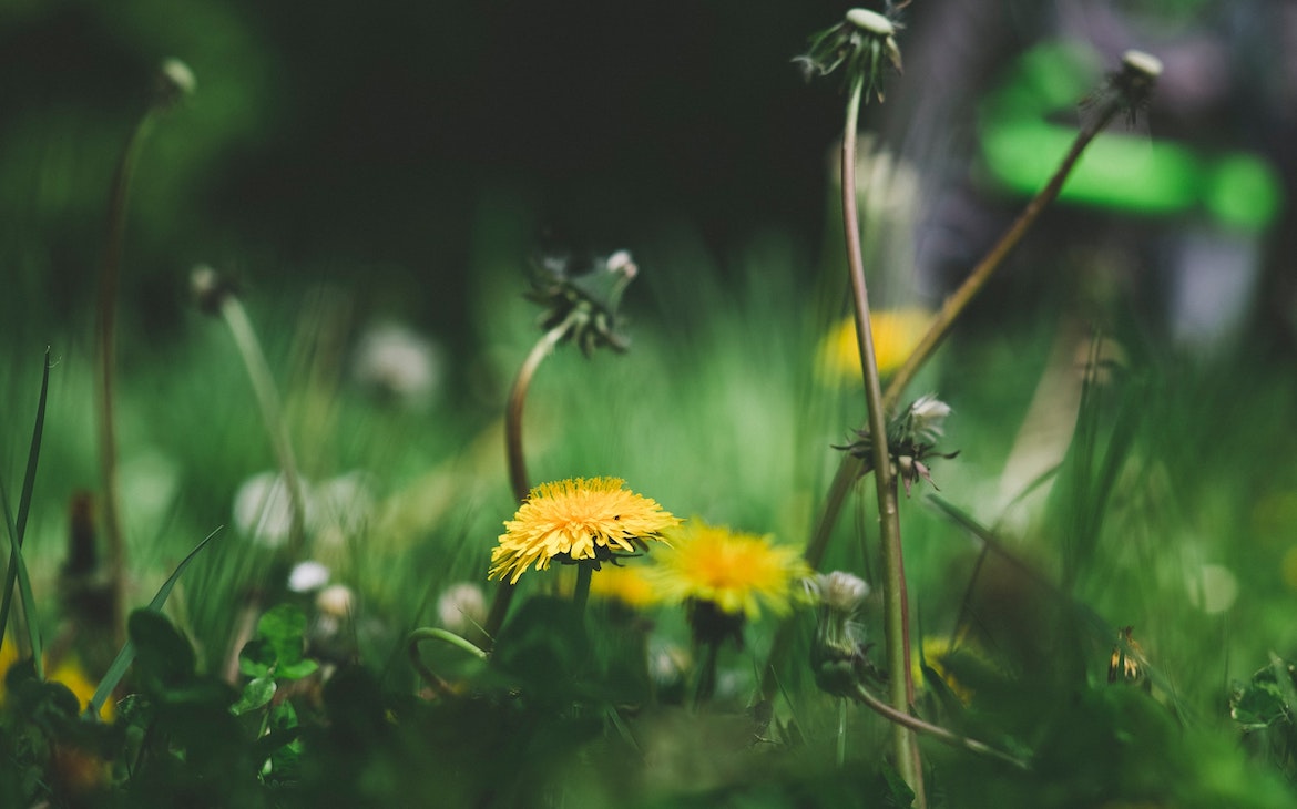 Dandelion Wine