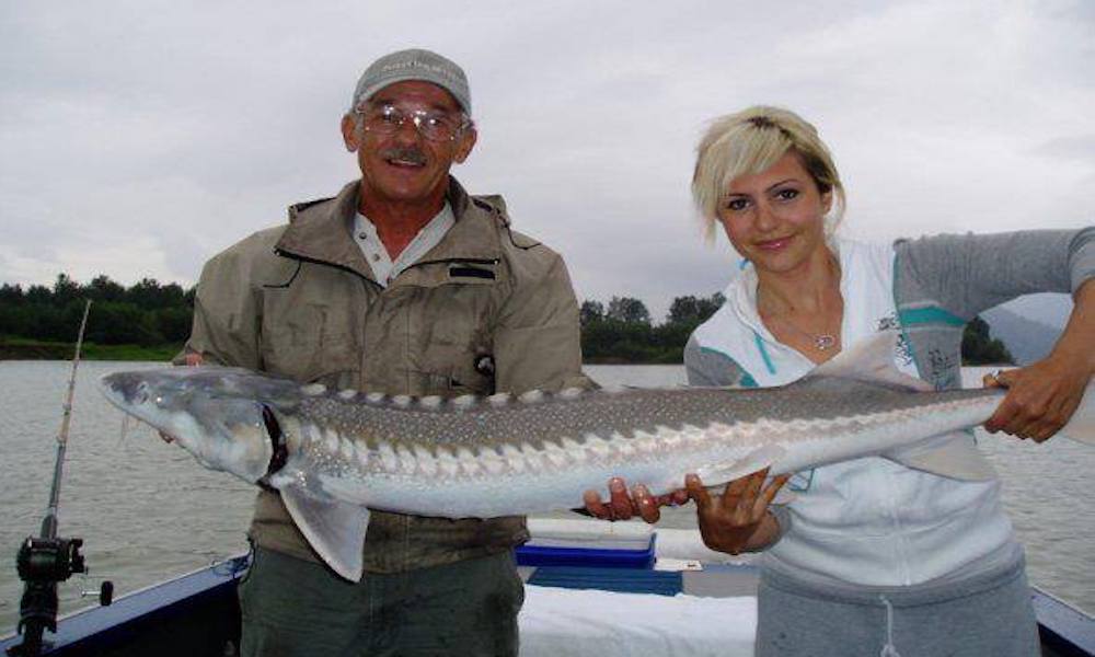 Jim Rissling On Fraser River Sturgeon