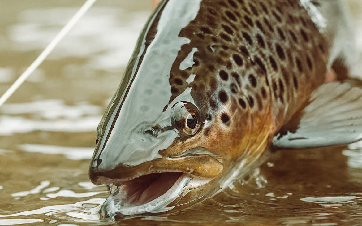 anchored_outdoors_trout_assortment